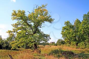 yellow oak on autumn field