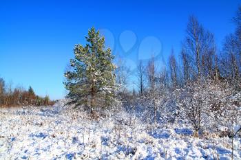 small pine on winter field