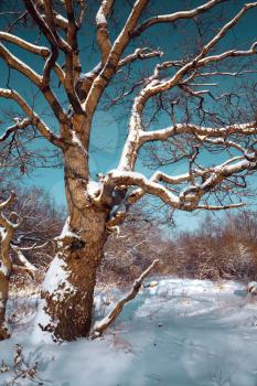 big oak in snow amongst wood