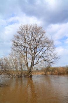 spring wood in water of the flood