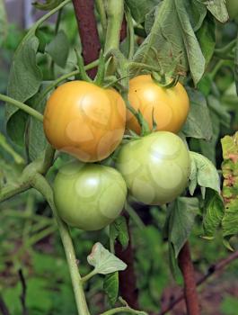tomatoes on branch