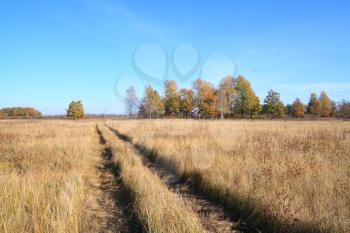 rural road on autumn field
