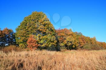 oak copse on autumn field