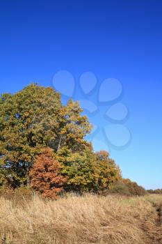 oak copse on autumn field