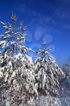 pines in snow on celestial background