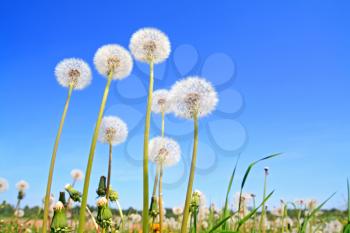 white dandelions on green field