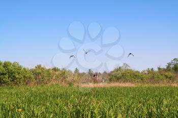 wild ducks on green marsh