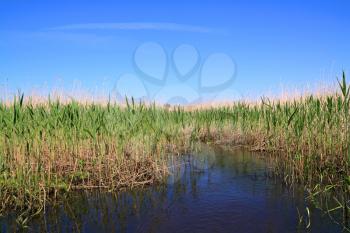 high dry reed in marsh