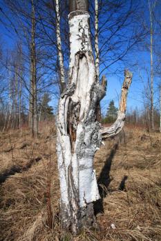 aging birch