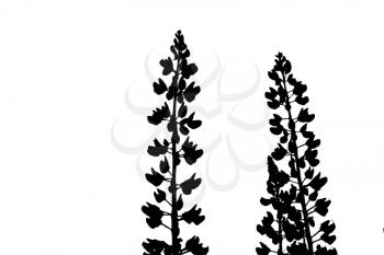 silhouette lupines on white background