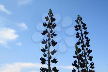 silhouette lupines on celestial background