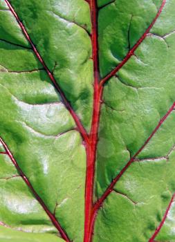 texture of the sheet of the beet