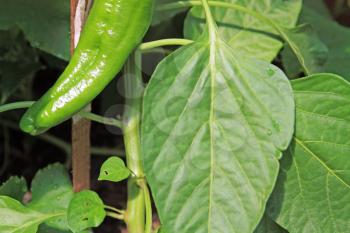 green pepper on agricultural farm