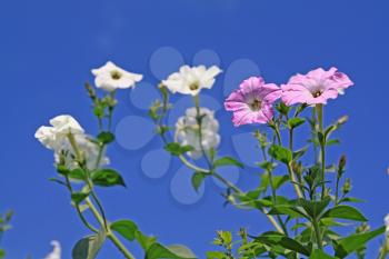 summer flowerses on blue background
