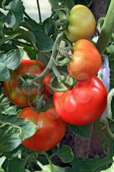 red and green tomatoes in hothouse