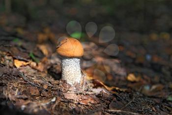 edible mushroom in dark wood