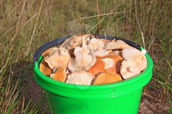 mushrooms in pail