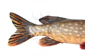 tail pike on white background