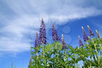 blue lupines on celestial background