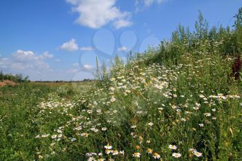 white daisywheels on summer field