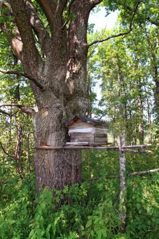 wooden hive in oak wood