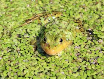 frog in marsh amongst duckweed