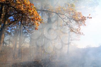 smoke in autumn wood