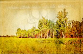 birch copse on old paper