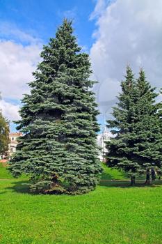 fir trees in park 