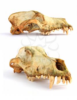 skull of the dog
