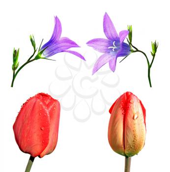 tulip and campanula