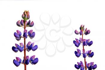 lupines on white background