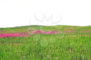 lilac flowerses on field
