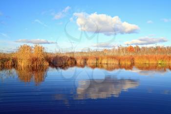 yellow reed on small lake