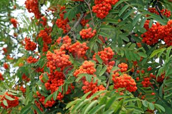 tree of rowanberry in town park