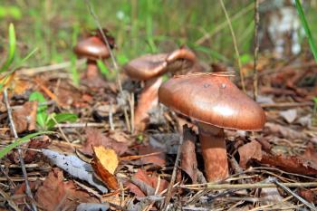 brown mushroom amongst rotten sheet