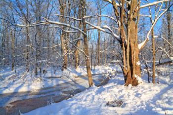 freeze creek in oak wood 