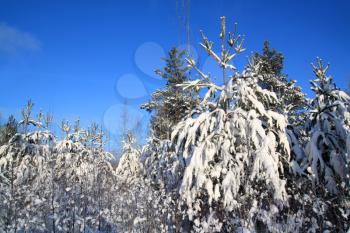 pines in snow on celestial background 