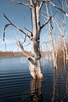 spring flood in dry oak wood