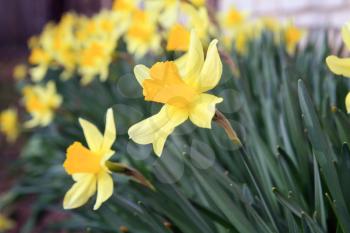 yellow narcissuses in town garden