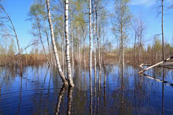 spring flood in birch wood