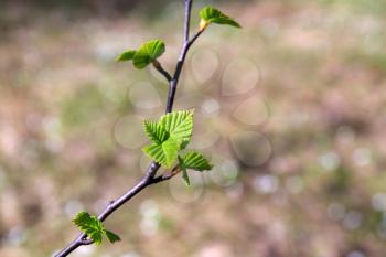 spring sheet of the birch 