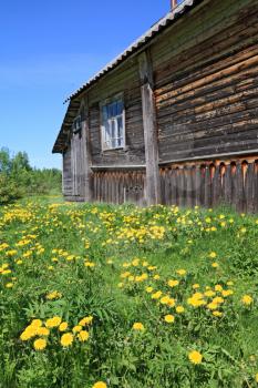 dandelions near old wooden rural building