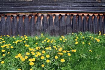 dandelions near old wooden rural building