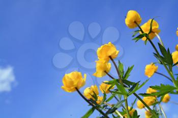 yellow flowerses on background blue sky 