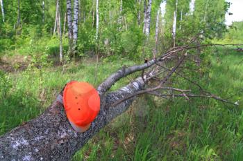 woodsman helmet on tree