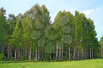 birch copse on summer field 