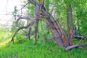 tumbled tree amongst green horsetail