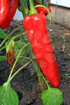 red pepper in vegetable hothouse