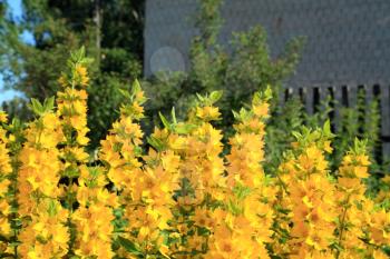 yellow flowerses in rural garden